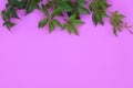 Textural pink background with green leaves.