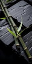 Textural Surface Treatment Bamboo Trees On Black Stones