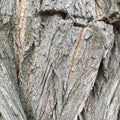 Abstract macro shot. Large dry tree bark. Natural textured wallpaper.