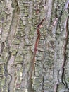 Large tree bark. Natural abstract texture.