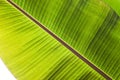 Texture abstract background of backlight fresh green banana tree leaves. Macro image beautiful vibrant tropical pointy leaf foliag Royalty Free Stock Photo