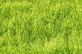 Texture.Abstract bright green grass back