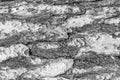 Texture af old pine tree bark Royalty Free Stock Photo