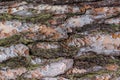Texture af old pine tree bark Royalty Free Stock Photo