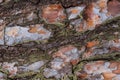 Texture af old pine tree bark Royalty Free Stock Photo