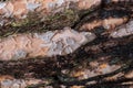 Texture af old pine tree bark Royalty Free Stock Photo