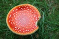 Texture agaric mushroom Royalty Free Stock Photo