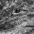 Texture of Aligator Skin and Eye in Contrast Black and White