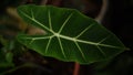 texture of Alocasia micholitziana leaves