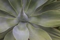 Texture of aloe. Great aloe. A plant in Tenerife. Deserted plant. Abstract top view of the agave plant Dragon tree, blue fox tail