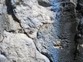 Texture of an ancient stone gray wall with cracks and a spider