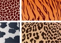 Texture of animal skin