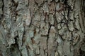Texture of the apple tree bark Background macro Royalty Free Stock Photo