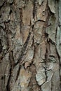 Texture of the apple tree bark Background macro Royalty Free Stock Photo