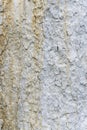 Texture of apple tree bark, whitewashed by lime, close Royalty Free Stock Photo