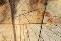 The texture of the apple tree is cut down - a cross-section of the trunk with annual rings and cracks