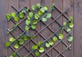 Texture, artificial leaves of a plant, a bindweed
