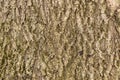 The texture of the ash tree bark overgrown with moss close up Royalty Free Stock Photo