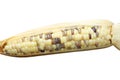 Texture asia corn Royalty Free Stock Photo