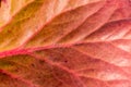 texture of autumn burgundy green leaf close-up. natural plant background