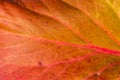 texture of autumn burgundy green leaf close-up. natural plant background