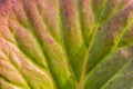 texture of autumn burgundy green leaf close-up. natural plant background