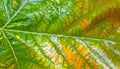 Texture of green wet platan leaf Royalty Free Stock Photo
