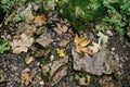 The texture of the autumn land in the forest - fallen leaves on a damp floor with moss.