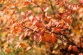 Texture of autumn leaves, branch with red leaves.