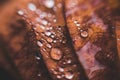 Texture of autumn leaves with drops of water nature background