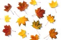 Texture of autumn maple leaves on a white isolated background. Royalty Free Stock Photo
