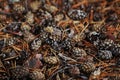 Texture autumn pinecones