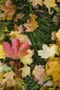 The texture of the autumn red and yellow leaves lie on the damp, fresh green grass. Royalty Free Stock Photo