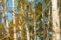 Texture, background. Aspen tree, the top of the tree, the tree c