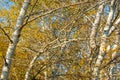 Texture, background. Aspen tree, the top of the tree, the tree c