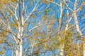 Texture, background. Aspen tree, the top of the tree, the tree c