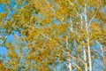 Texture, background. Aspen tree, the top of the tree, the tree c