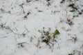 Texture, background, autumn bright yellow larch needles and green grass under the first winter snow Royalty Free Stock Photo