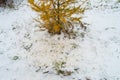Texture, background, autumn bright yellow larch needles and green grass under the first winter snow Royalty Free Stock Photo