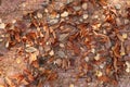 Texture background, autumn fallen leaves on a wooden background. bright background of fallen autumn leaves