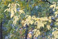 Texture, background. Autumn Leaves. Acer mandshuricum (Manchurian maple) Royalty Free Stock Photo