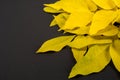 Texture, background. Autumn Leaves. Acer mandshuricum (Manchurian maple) Royalty Free Stock Photo