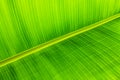 Texture background of backlit green leaf