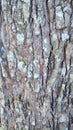 Texture background of the bark of a tree