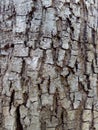 Texture background of the bark of a tree