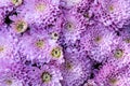 texture, background of beautiful purple chrysanthemum flowers close-up Royalty Free Stock Photo