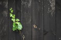 Texture background black. Dark grain panel board table with copy space. Old floor wooden pattern. Timber plank surface wall for Royalty Free Stock Photo