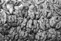Texture background black and white grain of the walnut. Royalty Free Stock Photo