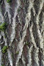 Texture and background of brown bark. Trunk Willow tree Royalty Free Stock Photo