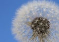 Center of white fluffy dandelion close up on blue background. Texture, background. 